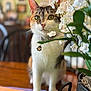 blurred_background, calico, cat, chair, closeup, collar, curious, decor, domestic_animal, feline, flowers, green_eyes, home, indoor, penguin_charm, pet, plant, table, white_flowers, wooden_table