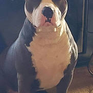 Gunner is registered to the contest to win money with this photo: dog, sitting, black_and_white, pet, indoor, carpet, canine, animal, mammal, paw, ears, face, nose, fur, domestic, companion, portrait, quiet, calm, indoor_lighting