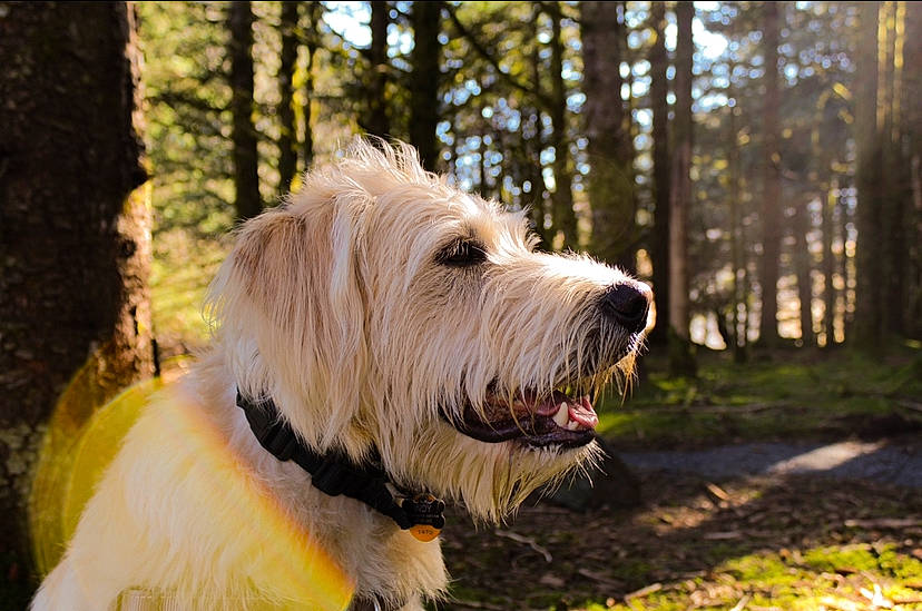 Indy joined the competition — help win amazing prizes! briquet_griffon_vendeen, canidae, carnivore, companion_dog, dog, dog_breed, glen_of_imaal_terrier, mammal, petit_basset_griffon_vendeen, rare_breed_dog, sapsali, sealyham_terrier, small_terrier, sporting_group, sporting_lucas_terrier, terrier, tibetan_terrier, tree, vertebrate, west_highland_white_terrier