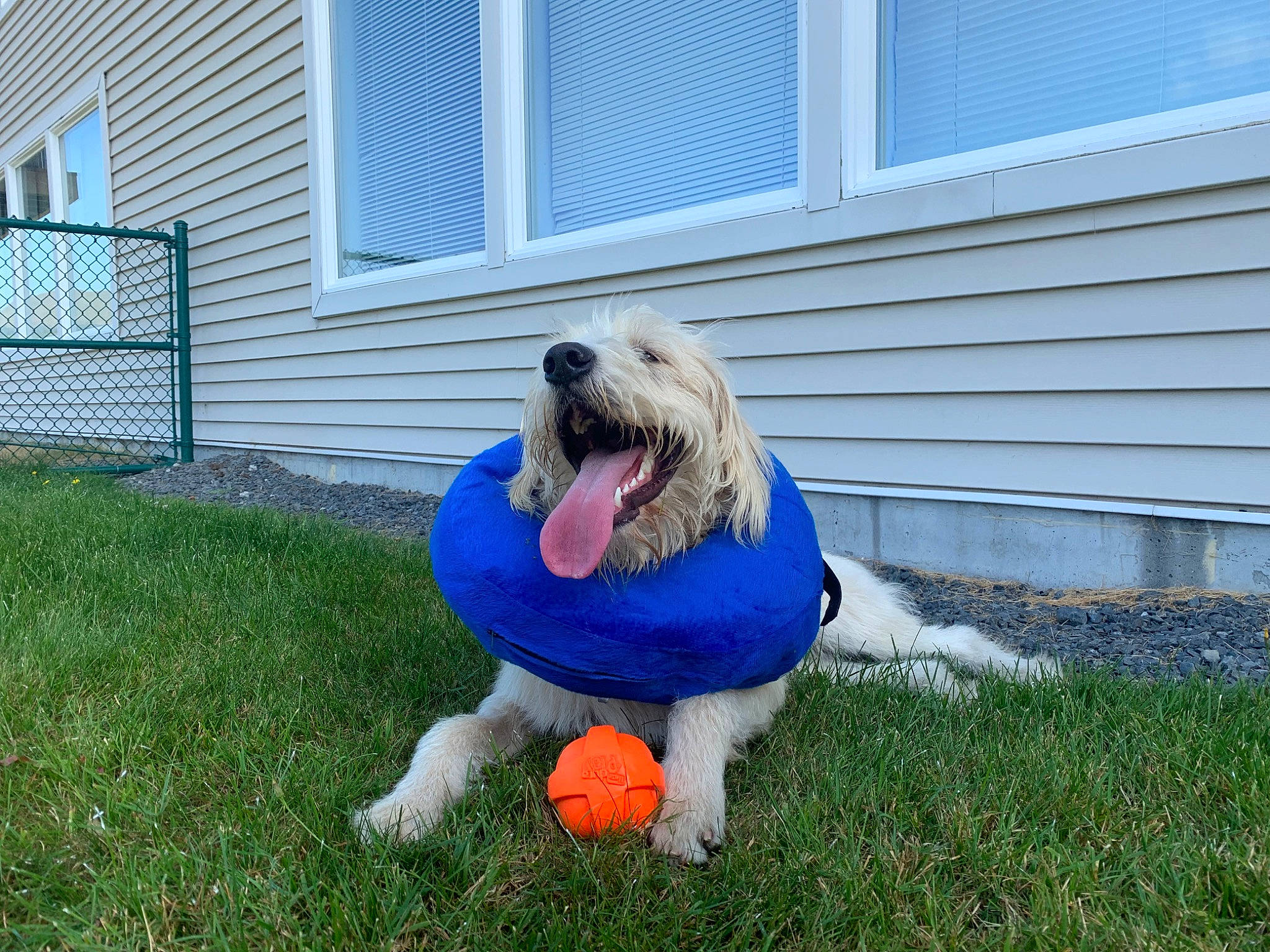Indy joined the competition — help win amazing prizes! canidae, carnivore, dog, dog_breed, goldendoodle, grass, irish_soft_coated_wheaten_terrier, mammal, old_english_sheepdog, petit_basset_griffon_vendeen, polish_lowland_sheepdog, romanian_mioritic_shepherd_dog, snout, sporting_group, tibetan_terrier, vertebrate