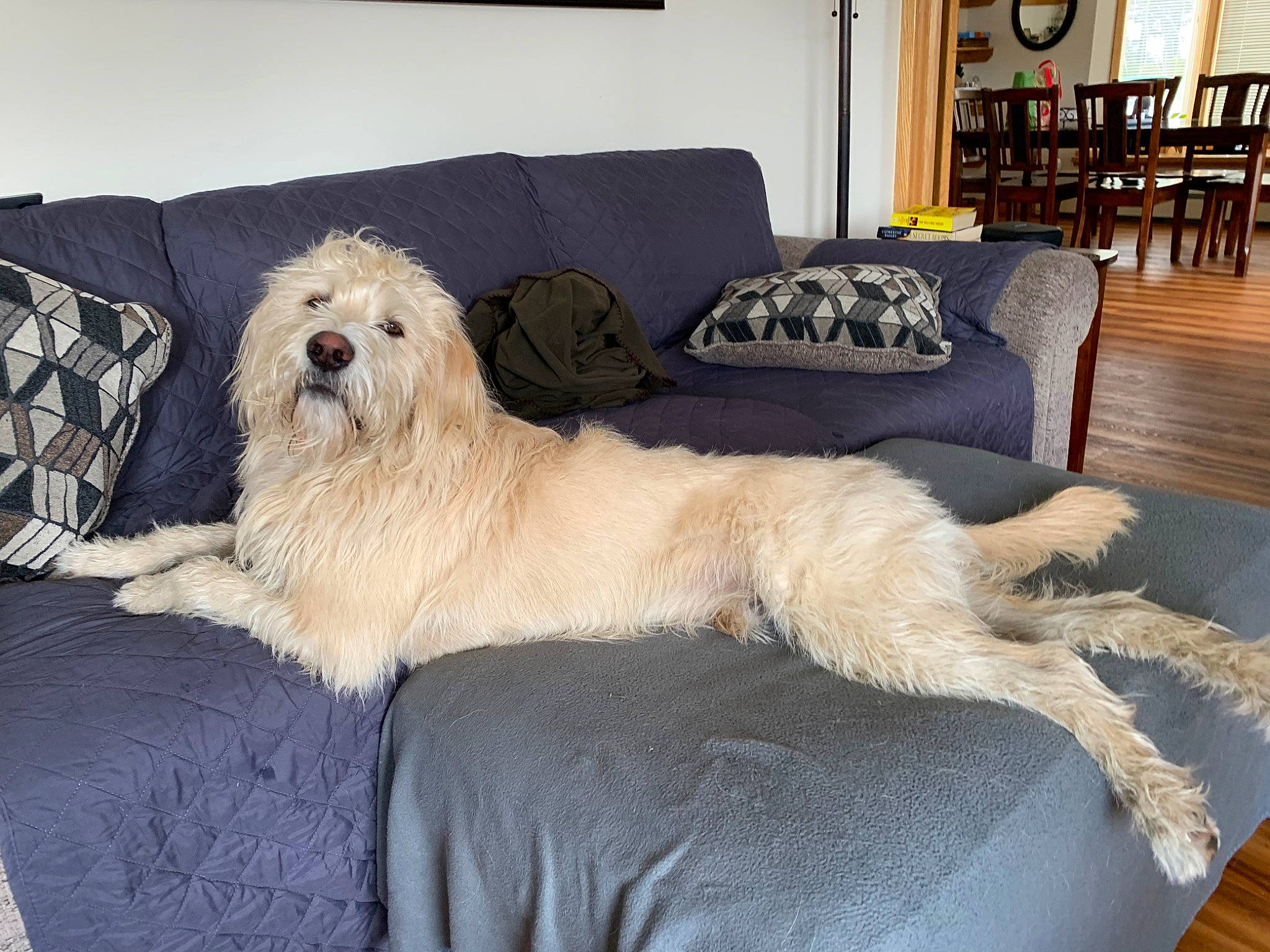 Indy joined the competition — help win amazing prizes! briquet_griffon_vendeen, canidae, carnivore, companion_dog, coton_de_tulear, dog, dog_breed, goldendoodle, irish_soft_coated_wheaten_terrier, labradoodle, livestock_guardian_dog, mammal, poodle_crossbreed, rare_breed_dog, romanian_mioritic_shepherd_dog, sapsali, sporting_group, terrier, tibetan_terrier, vertebrate