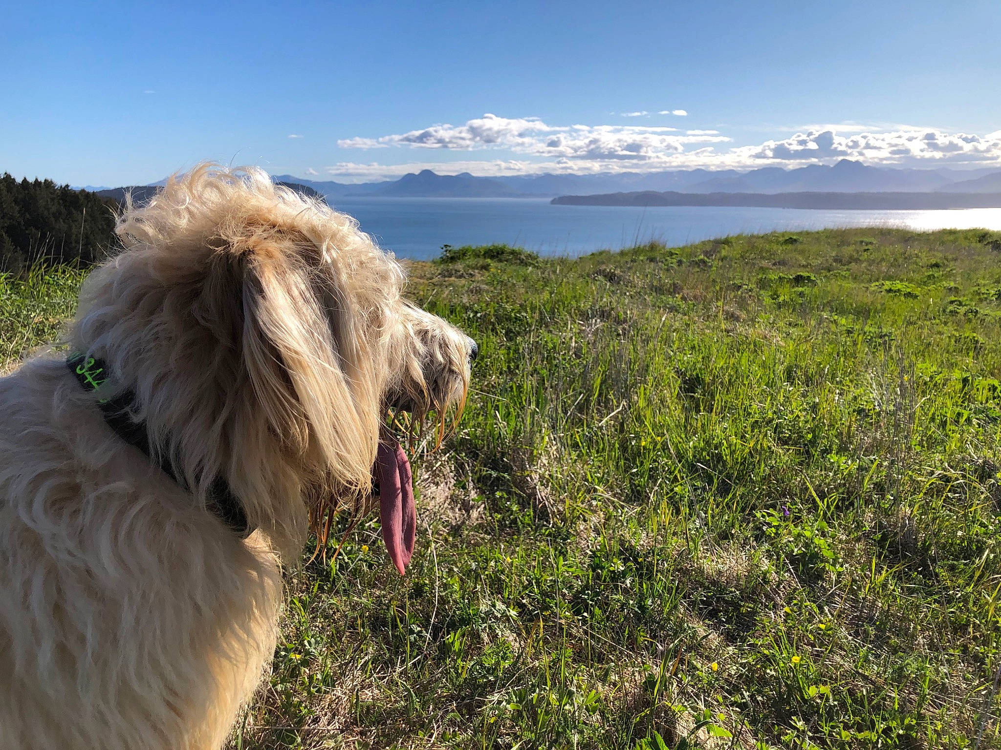 Indy joined the competition — help win amazing prizes! briard, canidae, carnivore, coast, dog, dog_breed, goldendoodle, grass, highland, hill, irish_soft_coated_wheaten_terrier, labradoodle, lhasa_apso, petit_basset_griffon_vendeen, spinone_italiano, sporting_group, terrier