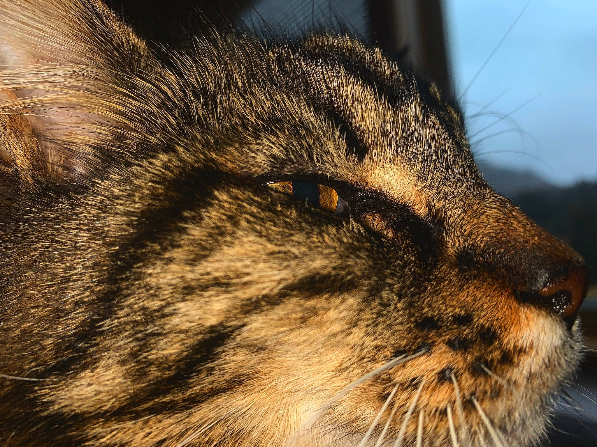 Uh-oh is registered to the contest to win money with this photo: carnivore, cat, close_up, domestic_short_haired_cat, european_shorthair, eye, felidae, fur, mammal, nose, photography, sky, small_to_medium_sized_cats, snout, tabby_cat, whiskers, wild_cat, wildlife