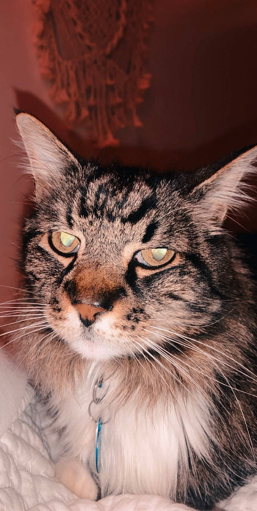 Uh-oh is registered to the contest to win money with this photo: asian, carnivore, cat, close_up, domestic_long_haired_cat, domestic_short_haired_cat, european_shorthair, eye, felidae, kitten, maine_coon, mammal, norwegian_forest_cat, nose, siberian, small_to_medium_sized_cats, snout, tabby_cat, whiskers, wild_cat