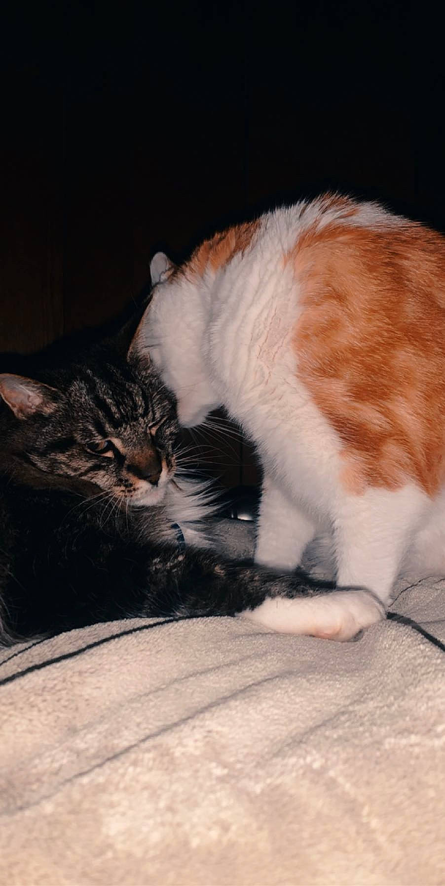 Uh-oh is registered to the contest to win money with this photo: aegean_cat, american_wirehair, carnivore, cat, claw, domestic_short_haired_cat, european_shorthair, felidae, fur, german_rex, kitten, nap, norwegian_forest_cat, paw, polydactyl_cat, sleep, small_to_medium_sized_cats, tail, whiskers