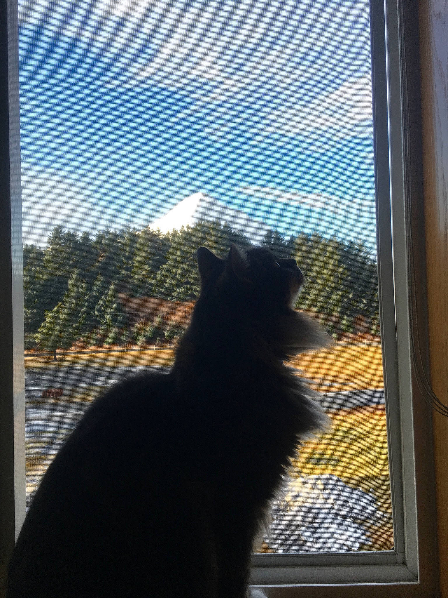 Uh-oh is registered to the contest to win money with this photo: black_cat, canidae, carnivore, cat, dog, felidae, german_spitz_mittel, home, house, plant, schipperke, sky, small_to_medium_sized_cats, swedish_lapphund, tail, tints_and_shades, tree, whiskers, window