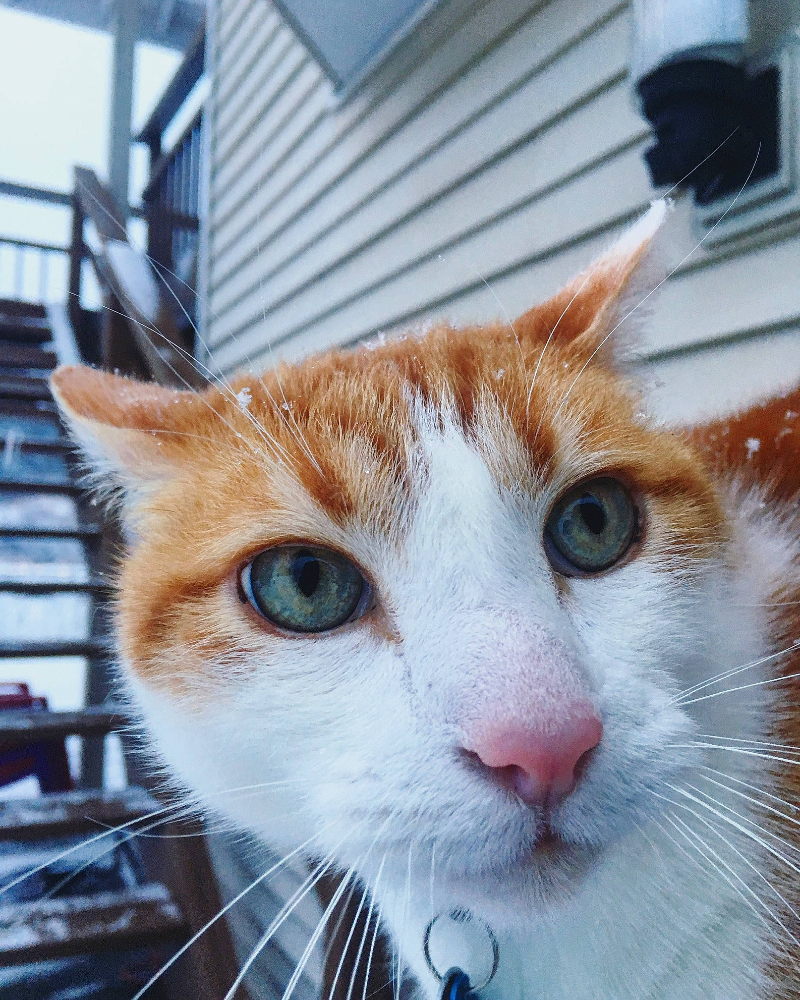 Jackson joined the competition — help win amazing prizes! aegean_cat, carnivore, cat, close_up, domestic_short_haired_cat, ear, european_shorthair, eye, fawn, felidae, fur, kitten, nose, small_to_medium_sized_cats, snapshot, snout, tabby_cat, turkish_van, whiskers, window