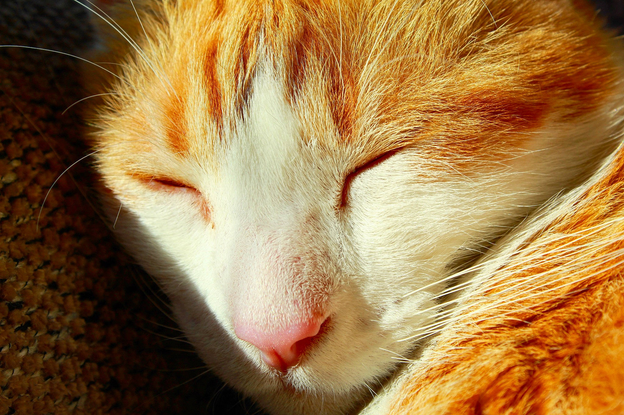 Jackson is registered to the contest to win money with this photo: aegean_cat, carnivore, cat, close_up, domestic_short_haired_cat, european_shorthair, eye, felidae, fur, nose, small_to_medium_sized_cats, snout, tabby_cat, whiskers