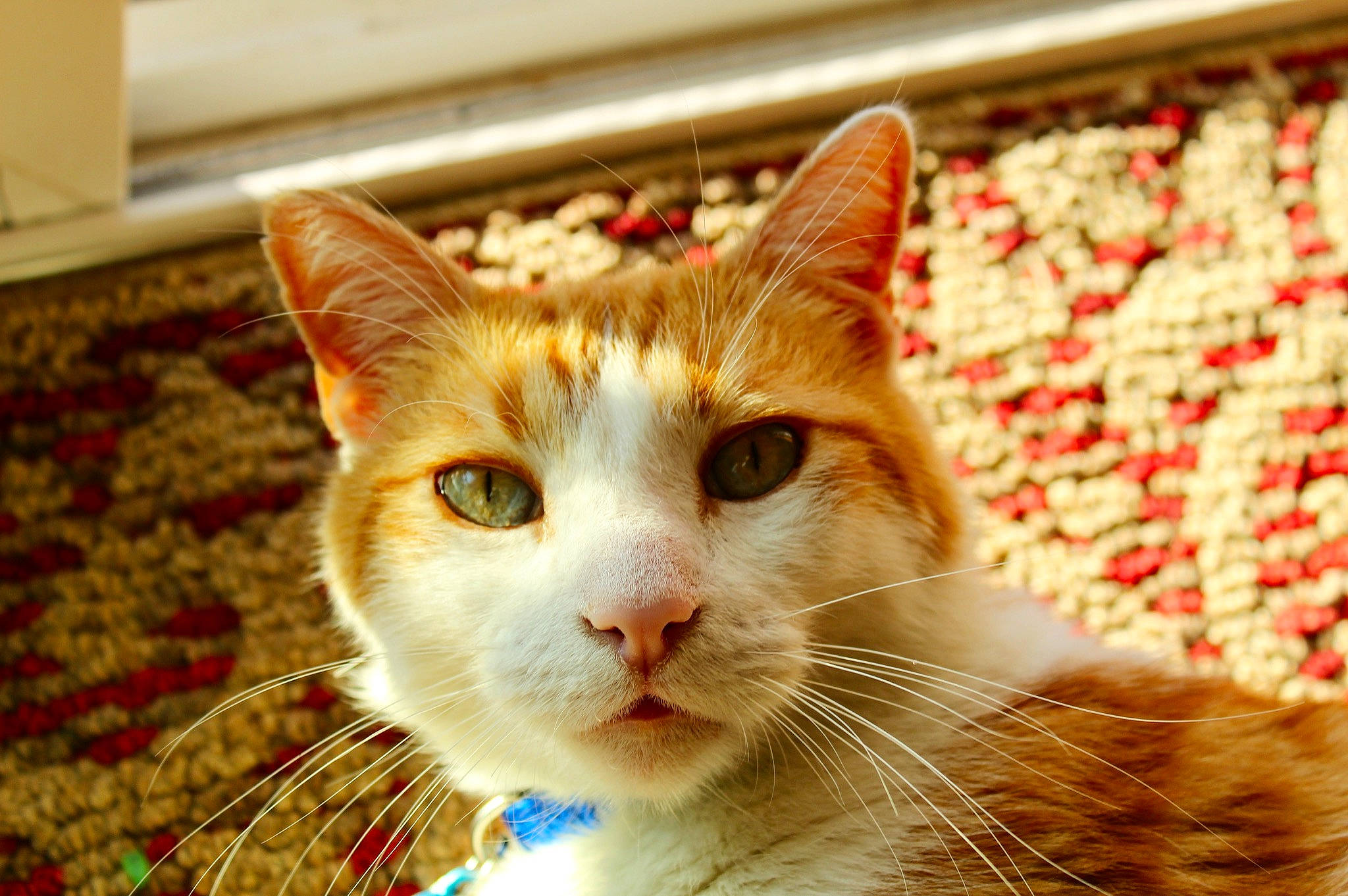 Jackson is registered to the contest to win money with this photo: aegean_cat, american_wirehair, asian, carnivore, cat, close_up, domestic_short_haired_cat, european_shorthair, eye, felidae, fur, kitten, nose, ojos_azules, small_to_medium_sized_cats, snout, tabby_cat, textile, turkish_van, whiskers