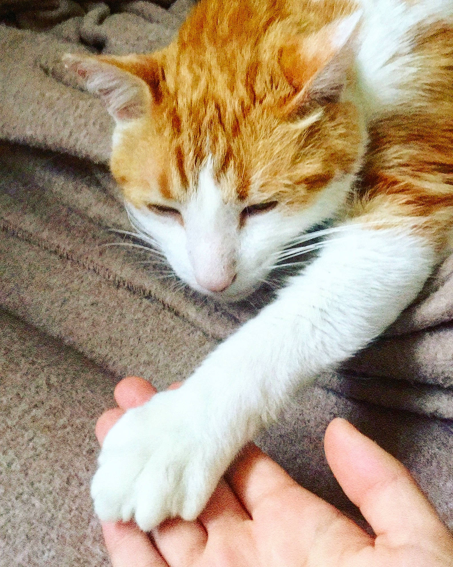 Jackson joined the competition — help win amazing prizes! aegean_cat, american_wirehair, arabian_mau, carnivore, cat, claw, domestic_short_haired_cat, european_shorthair, felidae, hand, kitten, paw, polydactyl_cat, small_to_medium_sized_cats, tabby_cat, whiskers