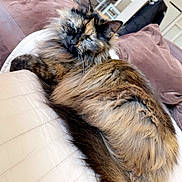 Momo participe au concours pour gagner de l'argent avec cette photo : cat, tortoiseshell_cat, fluffy_fur, lounging, couch, leather, indoor, pet, relaxed, fur_texture, pink_cushion, home_interior, animal, whiskers, ears, sleepy, feline, close_up, resting, cozy
