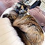cat, tortoiseshell_cat, fluffy_fur, lounging, couch, leather, indoor, pet, relaxed, fur_texture, pink_cushion, home_interior, animal, whiskers, ears, sleepy, feline, close_up, resting, cozy