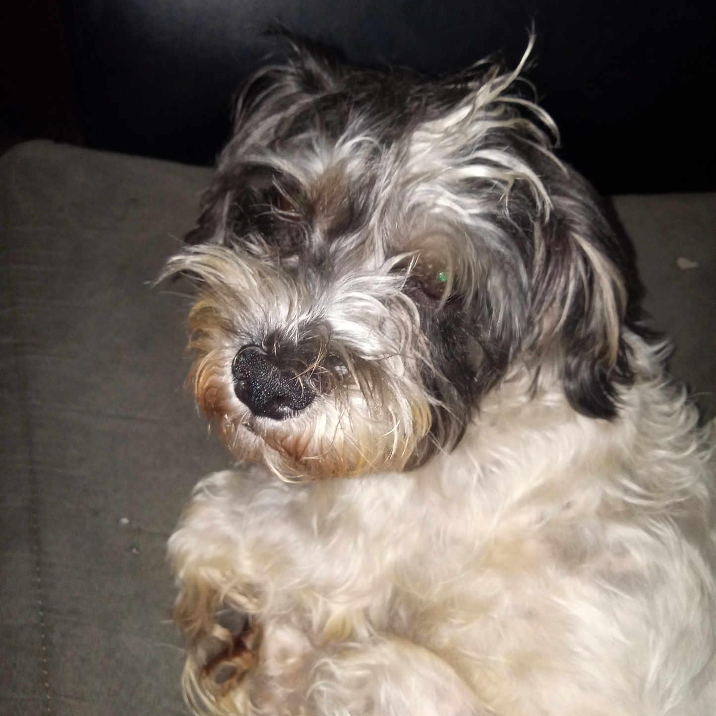 Bella is registered to the contest to win money with this photo: animal, black_and_white, close_up, companion, curly_fur, cute, dog, domestic_animal, fluffy, fur, indoor, laying_down, mammal, nose, paw, pet, portrait, relaxed, resting, snout