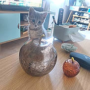 Aloha a rejoint le concours — aidez-le/la à gagner de superbes lots ! kitten, cat, table, glass_apple, decor, remote_control, succulent, living_room, furniture, cabinet, tv, floor, shoes, natural_light, curious, pet, indoor, wood, plant, cozy