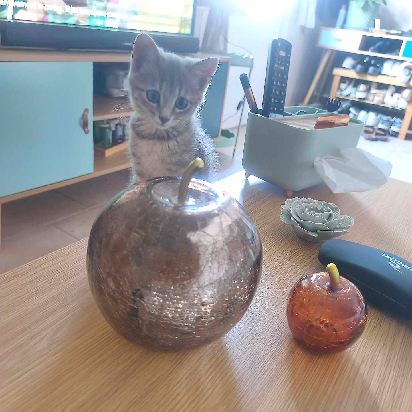 Aloha a rejoint le concours — aidez-le/la à gagner de superbes lots ! cabinet, cat, cozy, curious, decor, floor, furniture, glass_apple, indoor, kitten, living_room, natural_light, pet, plant, remote_control, shoes, succulent, table, tv, wood