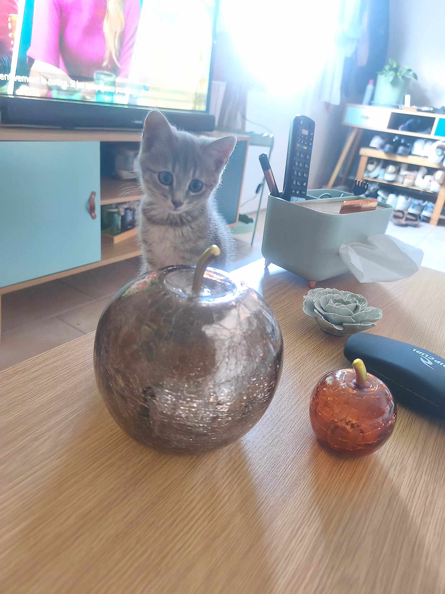 Aloha a rejoint le concours — aidez-le/la à gagner de superbes lots ! kitten, cat, table, glass_apple, decor, remote_control, succulent, living_room, furniture, cabinet, tv, floor, shoes, natural_light, curious, pet, indoor, wood, plant, cozy