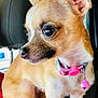 dog, chihuahua, pet, collar, bell, car_interior, seat, small_dog, tan_color, white_color, ears, animal, cute, companion, indoor, closeup, side_view, alert, domestic_animal, young_dog