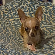 Zoe joined the competition — help win amazing prizes! dog, chihuahua, small_dog, pet, lying_down, blanket, patterned_blanket, ears, brown_dog, indoor, furniture, carpet, curious, looking_at_camera, cute, animal, companion, domestic_animal, resting, canine