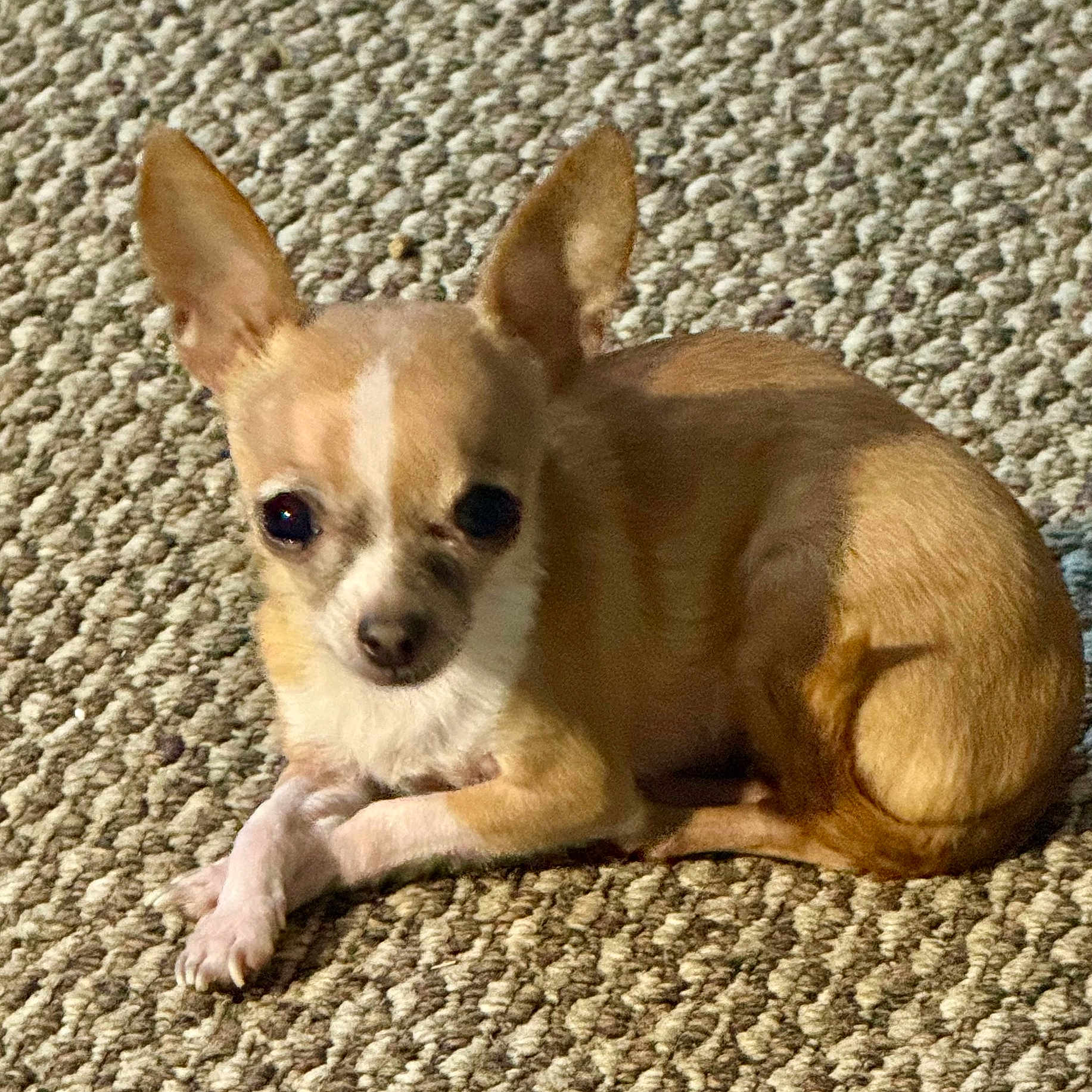 Zoe is registered to the contest to win money with this photo: animal, carpet, chihuahua, companion, crossed_paws, curled_up, cute, dog, domestic_animal, ears, fur, indoor, looking_at_camera, mammal, paws, pet, resting, small_dog, tan_dog, white_markings