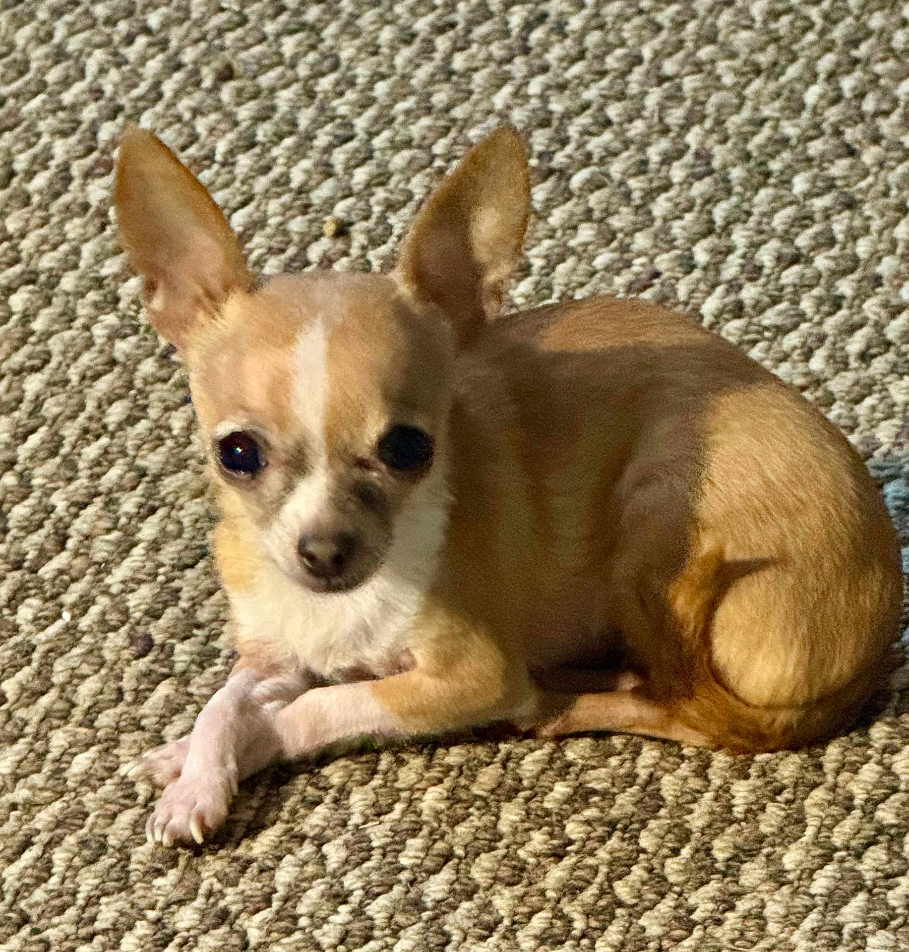 Zoe is registered to the contest to win money with this photo: dog, chihuahua, small_dog, tan_dog, white_markings, carpet, indoor, pet, animal, cute, ears, paws, curled_up, looking_at_camera, fur, mammal, domestic_animal, companion, resting, crossed_paws