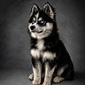 Aïko a rejoint le concours — aidez-le/la à gagner de superbes lots ! animal, attention, background, black_and_white, blue_eyes, canine, cute, dog, fluffy, fur, husky, indoors, isolated, looking_away, pet, portrait, puppy, sitting, studio, young