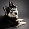 Aïko a rejoint le concours — aidez-le/la à gagner de superbes lots ! animal, blue_eyes, canine, cute, dog, ears, fluffy, fur, gray_background, husky, laying_down, looking_at_camera, mammal, nose, pet, portrait, puppy, studio, whiskers, young