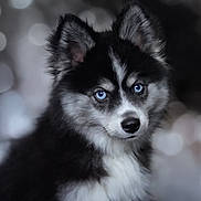 Aïko participe au concours pour gagner de l'argent avec cette photo : adorable, animal, black_and_white, blue_eyes, bokeh, close_up, cute, dog, ears, face, fluffy, fur, husky, indoors, pet, portrait, puppy, soft_light, whiskers, young