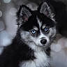 adorable, animal, black_and_white, blue_eyes, bokeh, close_up, cute, dog, ears, face, fluffy, fur, husky, indoors, pet, portrait, puppy, soft_light, whiskers, young