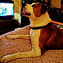 dog, pet, indoor, blanket, television, brown_and_white, collar, furniture, living_room, lying_down, happy, side_view, mammal, canine, domestic_animal, resting, cozy, warm_lighting, household, watching_tv
