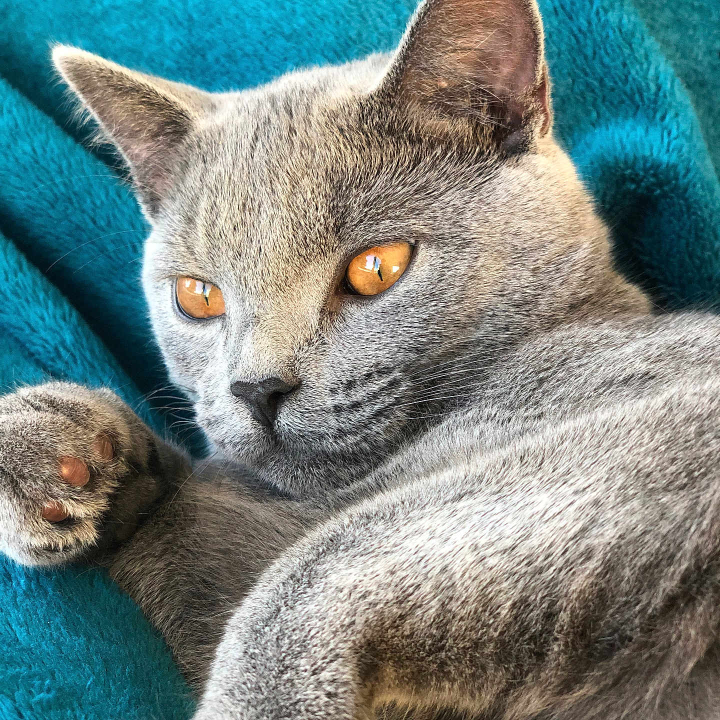Sully participe au concours pour gagner de l'argent avec cette photo : amber_eyes, animal, cat, close_up, cozy, cute, domestic_animal, feline, fur, gray_cat, indoor, mammal, paw, pet, portrait, relaxed, resting, soft_texture, teal_blanket, whiskers