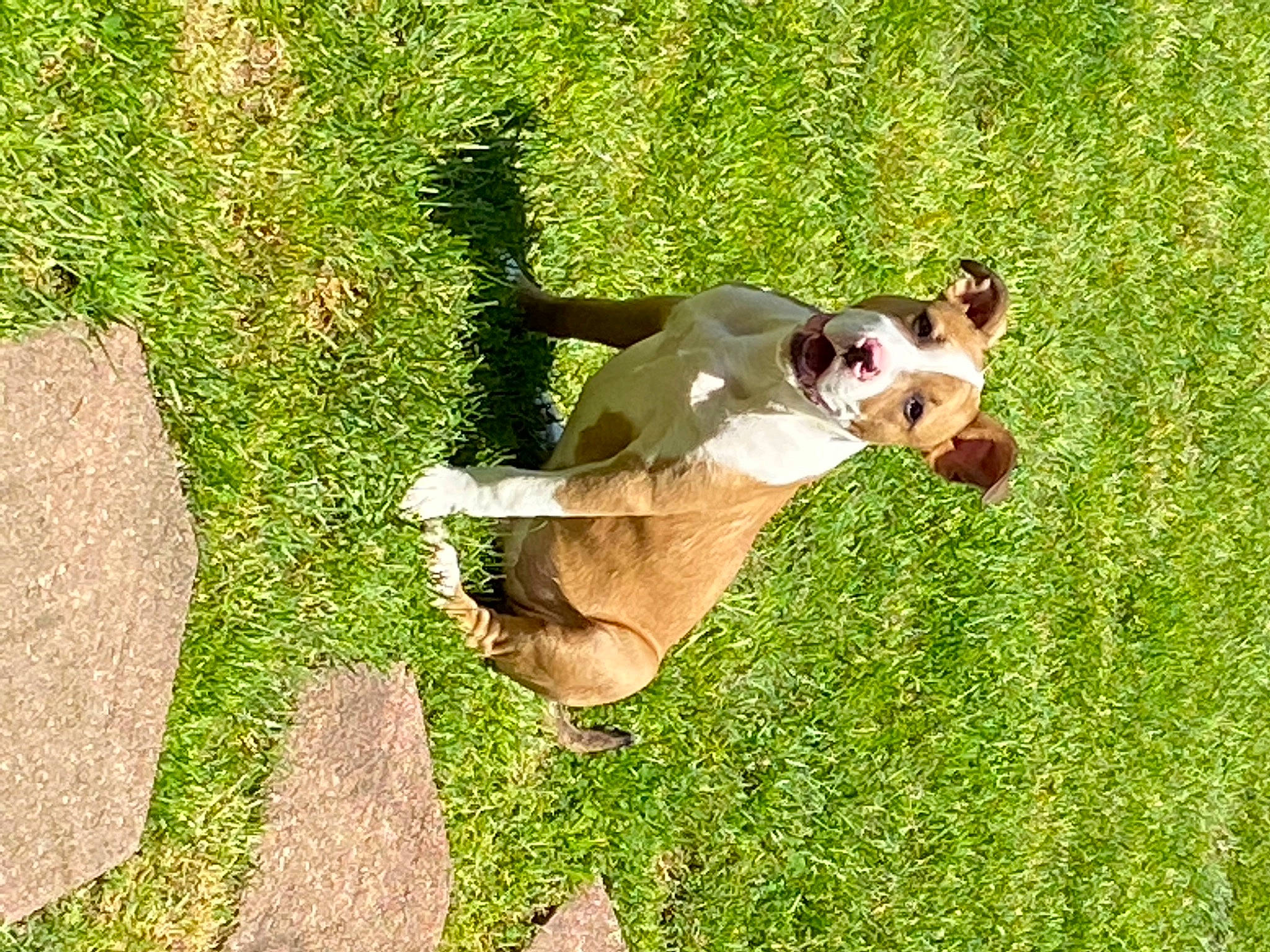 Mack is registered to the contest to win money with this photo: canidae, carnivore, companion_dog, dog, dog_breed, fawn, grass, grassland, groundcover, happy, hunting_dog, leisure, non_sporting_group, pasture, people_in_nature, plant, sporting_group, tail, working_animal, working_dog