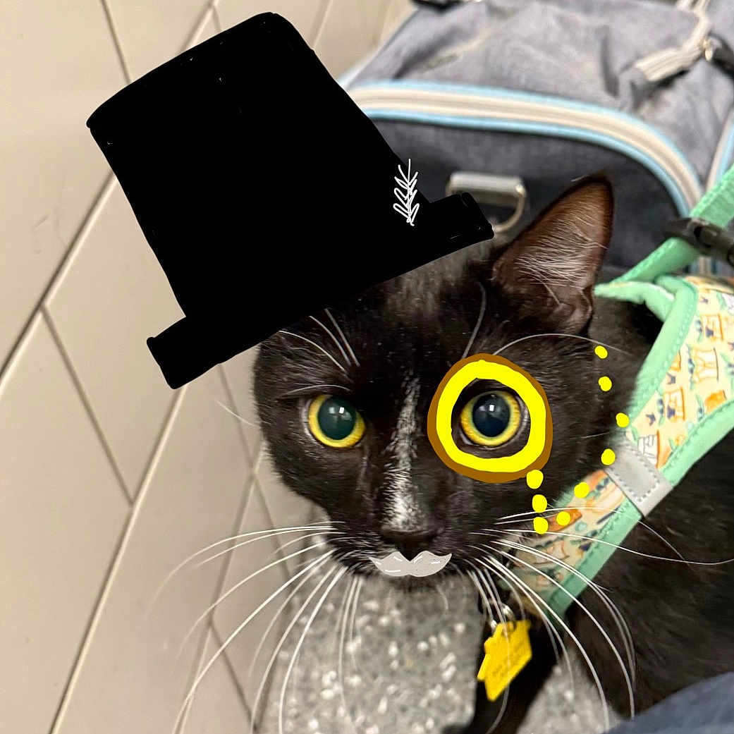 Fig is registered to the contest to win money with this photo: cat, black_and_white, top_hat, monocle, mustache, harness, pet, indoor, floor, curious, close_up, whiskers, face, animal, domestic_animal, collar, tag, feline, portrait, cute