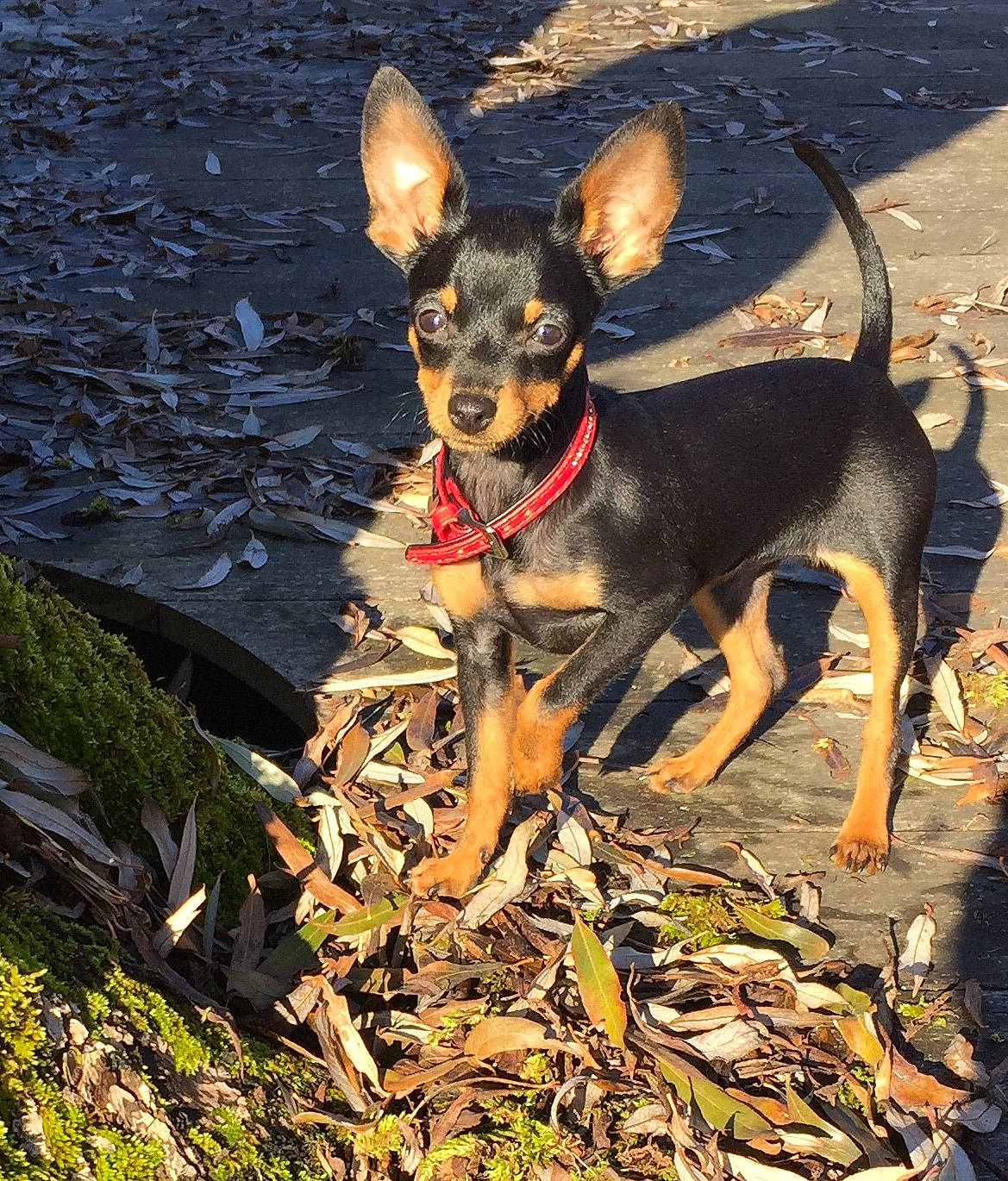 Suzette a rejoint le concours — aidez-le/la à gagner de superbes lots ! canidae, carnivore, chihuahua, companion_dog, dog, dog_breed, dog_supply, fawn, grass, light, pinscher, plant, prazsky_krysarik, russkiy_toy, sporting_group, terrestrial_animal, toy_dog, water, working_animal, working_dog