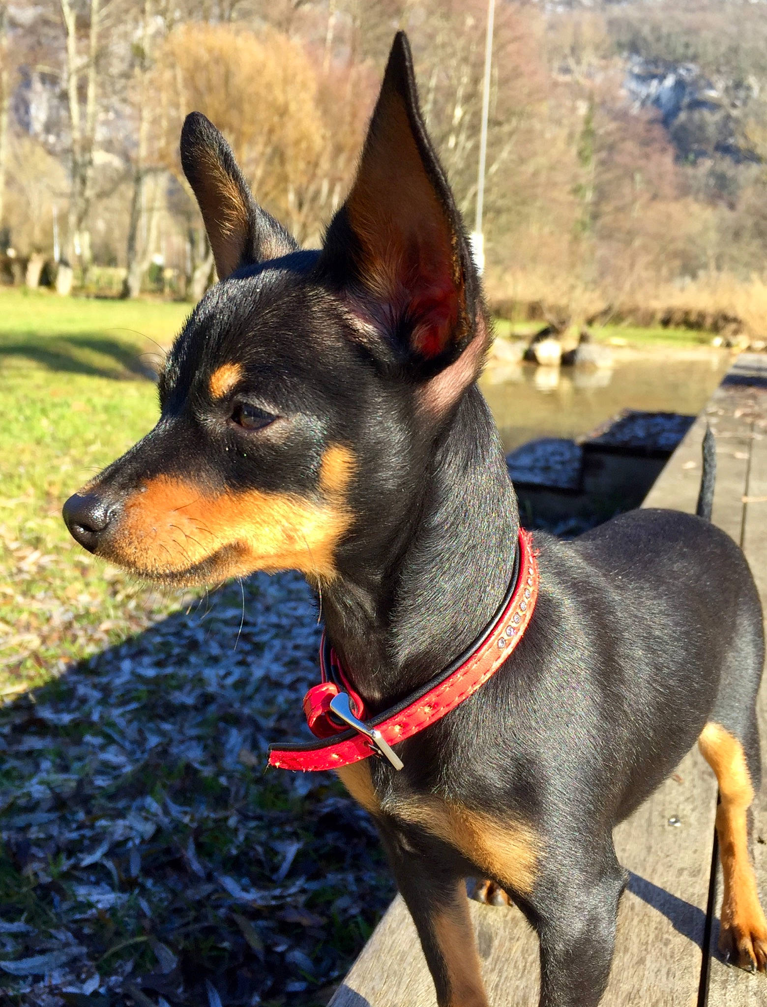 Suzette a rejoint le concours — aidez-le/la à gagner de superbes lots ! canidae, carnivore, collar, companion_dog, dog, dog_breed, dog_collar, dog_supply, fawn, guard_dog, pet_supply, plant, prazsky_krysarik, snout, sporting_group, terrestrial_animal, toy_dog, tree, working_animal, working_dog