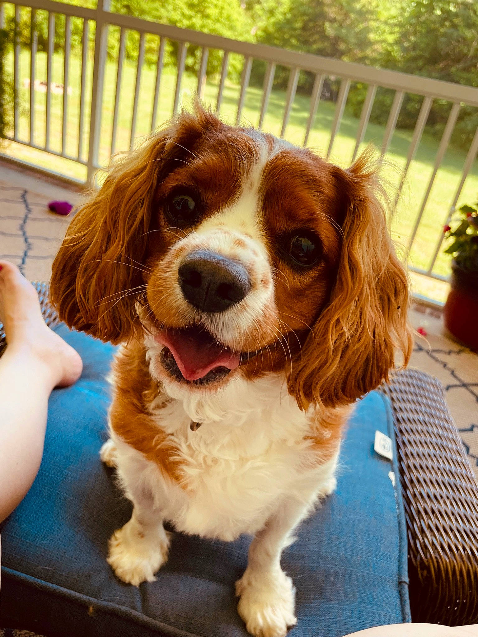 Hogan joined the competition — help win amazing prizes! canidae, carnivore, cavalier_king_charles_spaniel, companion_dog, dog, dog_breed, fawn, fence, flowerpot, fur, gun_dog, houseplant, king_charles_spaniel, liver, plant, snout, spaniel, sporting_group, terrestrial_animal, whiskers