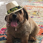 Brody joined the competition — help win amazing prizes! dog, pet, hat, tongue_out, fluffy, indoor, carpet, colorful_rug, animal, cute, sitting, playful, fur, smiling, domestic_animal, accessory, cozy, home, portrait, friendly