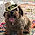 Brody