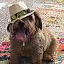 dog, pet, hat, tongue_out, fluffy, indoor, carpet, colorful_rug, animal, cute, sitting, playful, fur, smiling, domestic_animal, accessory, cozy, home, portrait, friendly