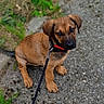 puppy, dog, leash, outdoor, grass, concrete, path, brown, pet, animal, young_dog, sitting, looking_up, collar, nature, sidewalk, cute, domestic_animal, portrait, daytime