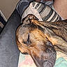 dog, sleeping, close_up, blanket, pillow, striped_pillow, couch, indoor, resting, pet, fur, relaxation, comfort, human_leg, home, cozy, animal, brown_dog, quiet, nap