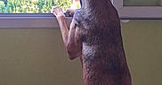 Roxy participe au concours pour gagner de l'argent avec cette photo : dog, window, indoor, curious, standing, looking_out, greenery, natural_light, back_view, animal, pet, quiet, contemplation, daylight, house, room, fence, wall, ears, paws