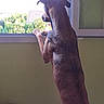 dog, window, indoor, curious, standing, looking_out, greenery, natural_light, back_view, animal, pet, quiet, contemplation, daylight, house, room, fence, wall, ears, paws