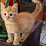 kitten, orange_cat, plant, indoor, curious, fluffy, tail_up, wide_eyes, pet, young_cat, feline, small_animal, domestic_cat, cute, animal, houseplant, wooden_planter, floor_tiles, home_interior, standing