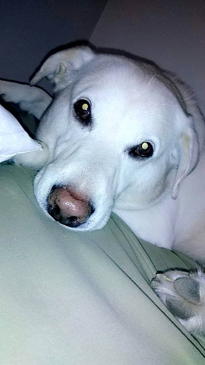 Bub is registered to the contest to win money with this photo: akbash_dog, canidae, carnivore, dog, dog_breed, dogo_argentino, eye, head, labrador_retriever, mammal, non_sporting_group, nose, rare_breed_dog, snout, sporting_group, vertebrate, whiskers