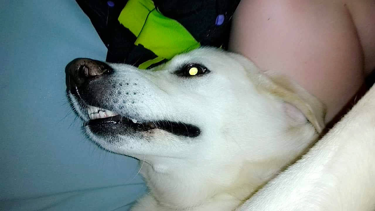 Bub joined the competition — help win amazing prizes! canidae, carnivore, dog, dog_breed, jaw, labrador_husky, mammal, nose, rare_breed_dog, siberian_husky, snout, working_dog