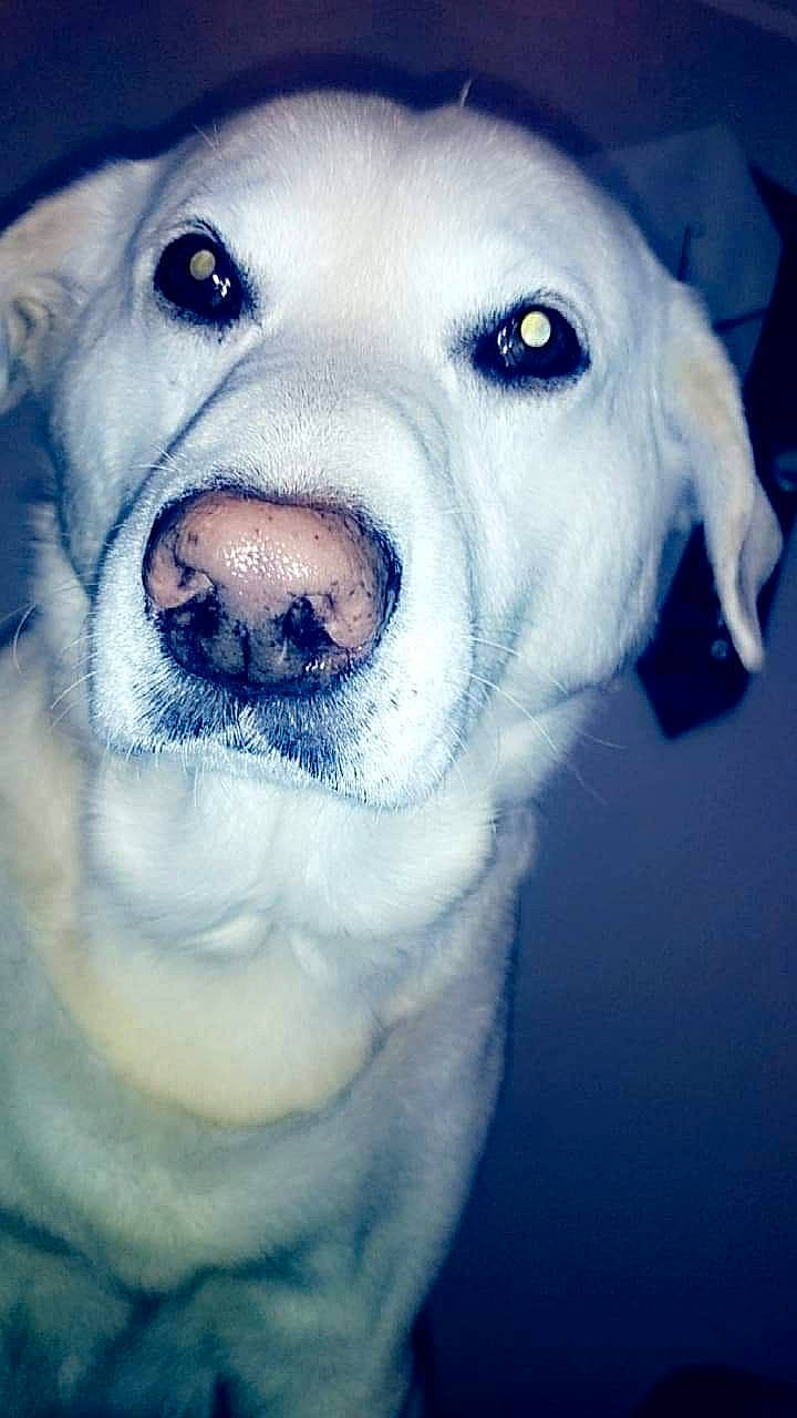 Bub is registered to the contest to win money with this photo: akbash_dog, canidae, carnivore, dog, dog_breed, eye, great_pyrenees, labrador_retriever, mouth, nose, photography, puppy, rare_breed_dog, retriever, snout, sporting_group, whiskers