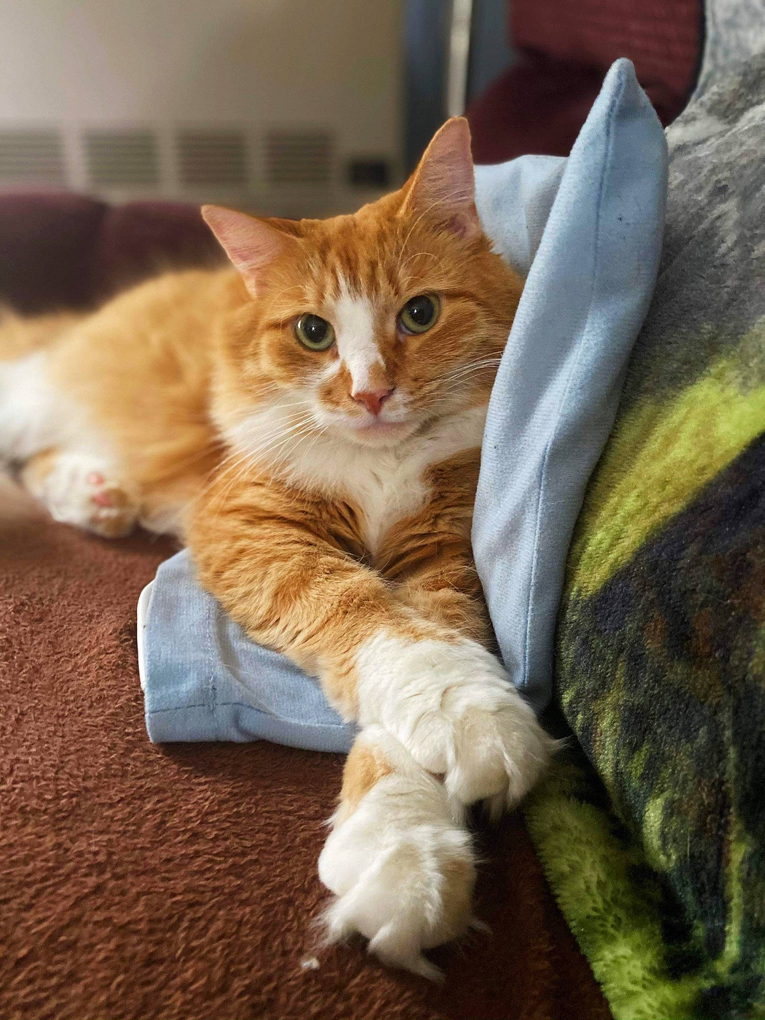 Marcus is registered to the contest to win money with this photo: carnivore, cat, claw, comfort, domestic_short_haired_cat, fawn, felidae, foot, fur, nap, paw, photo_caption, sitting, small_to_medium_sized_cats, snout, tail, whiskers, wood