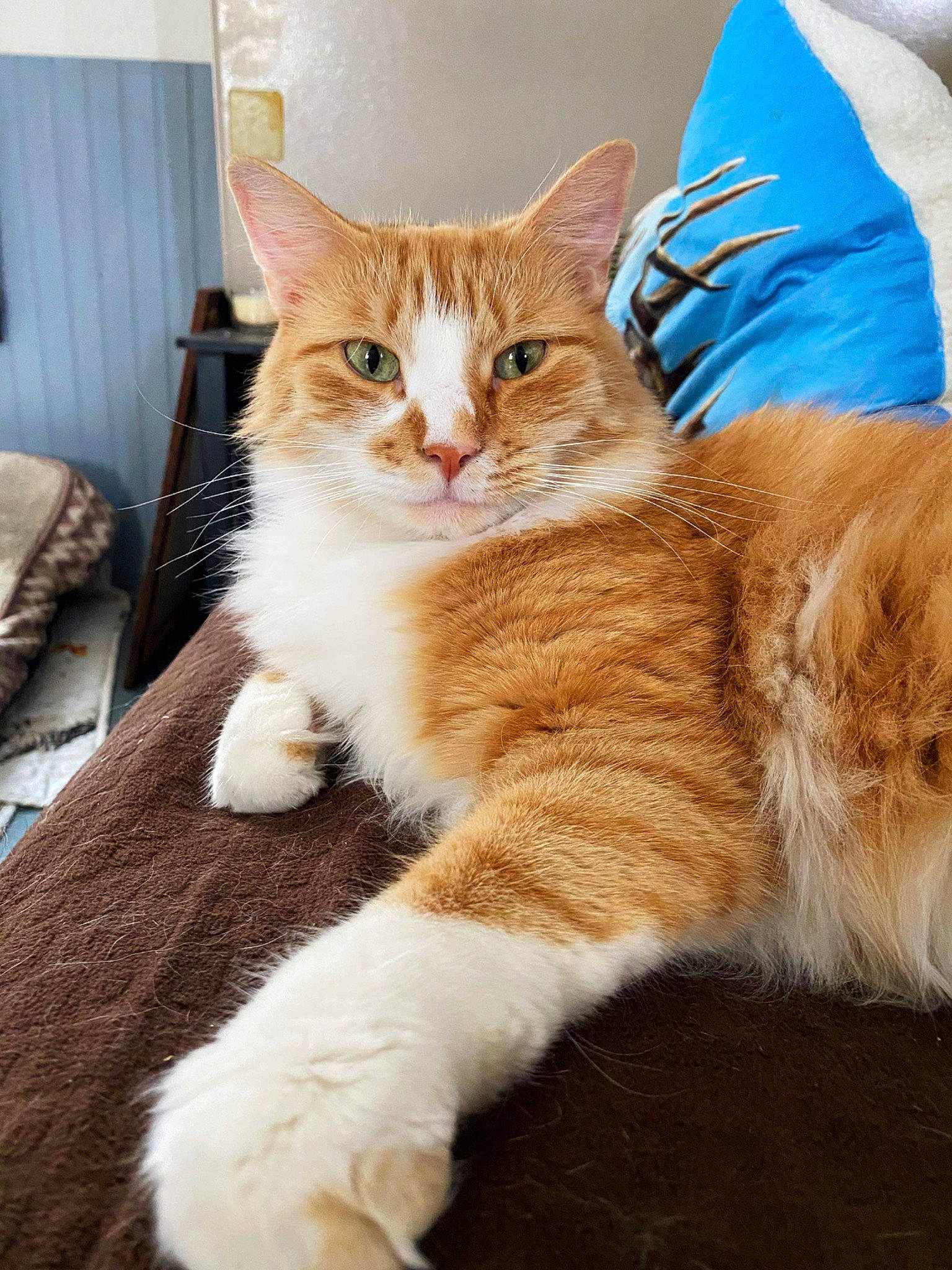 Marcus joined the competition — help win amazing prizes! carnivore, cat, claw, comfort, curtain, domestic_short_haired_cat, electric_blue, fawn, felidae, foot, fur, gesture, paw, pillow, sitting, small_to_medium_sized_cats, snout, tail, terrestrial_animal, whiskers