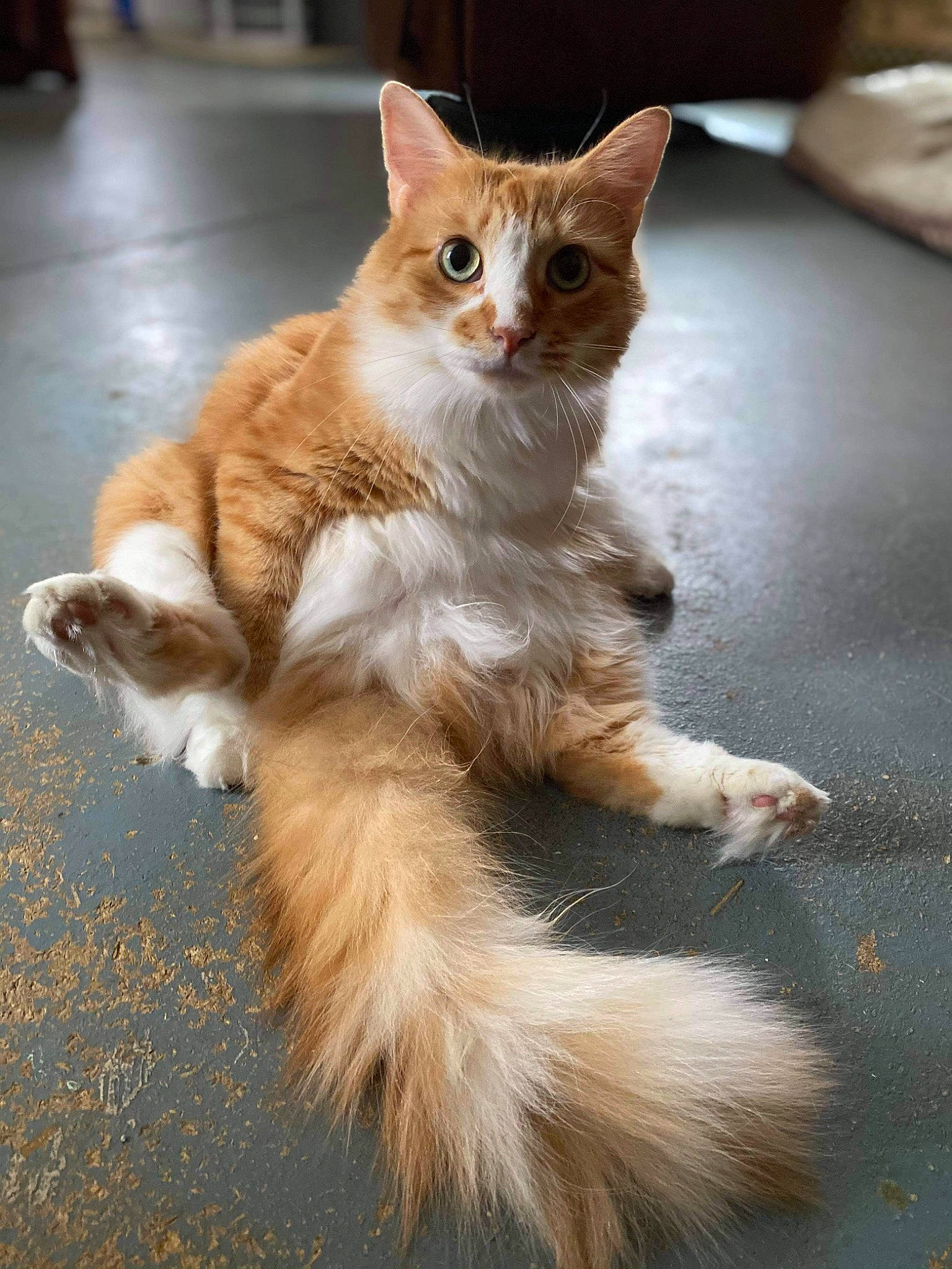 Marcus joined the competition — help win amazing prizes! art, carnivore, cat, claw, domestic_short_haired_cat, fawn, felidae, flooring, foot, fur, paw, road_surface, sitting, small_to_medium_sized_cats, snout, tail, terrestrial_animal, whiskers, wood