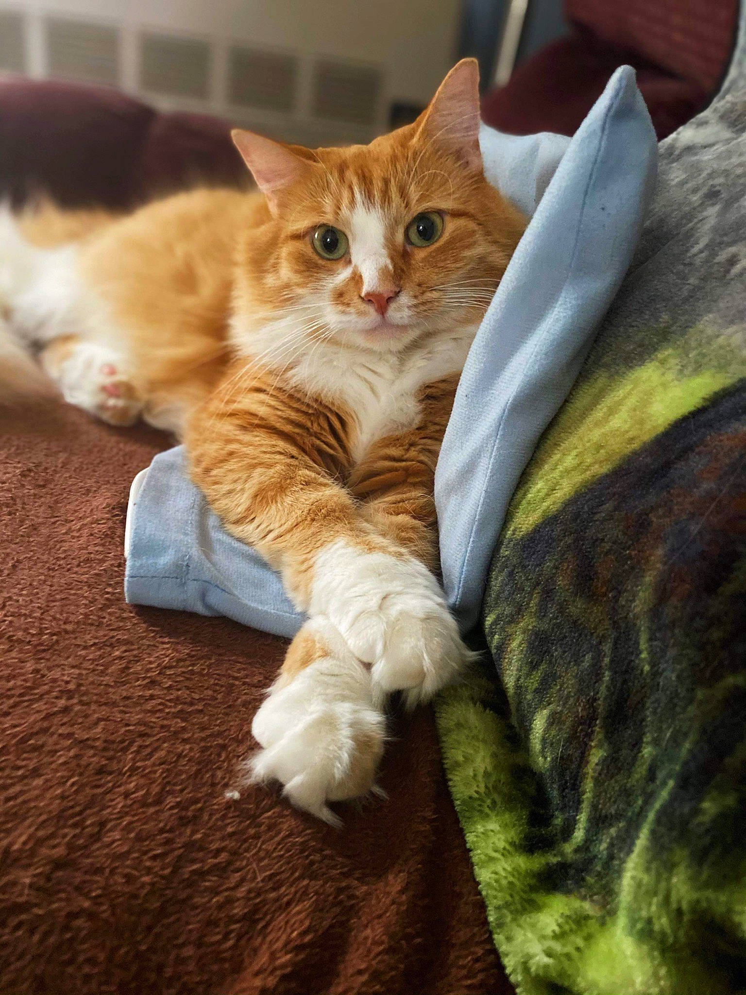 Marcus joined the competition — help win amazing prizes! carnivore, cat, claw, comfort, domestic_short_haired_cat, fawn, felidae, foot, fur, human_leg, linens, nap, paw, sitting, small_to_medium_sized_cats, snout, tail, tree, whiskers, wood